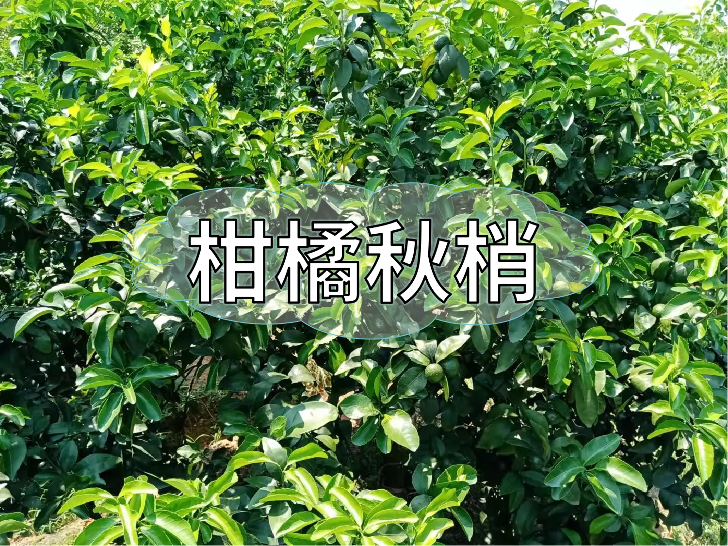 <i style='color:red'>柑橘秋梢</i>期的管理要點(diǎn)