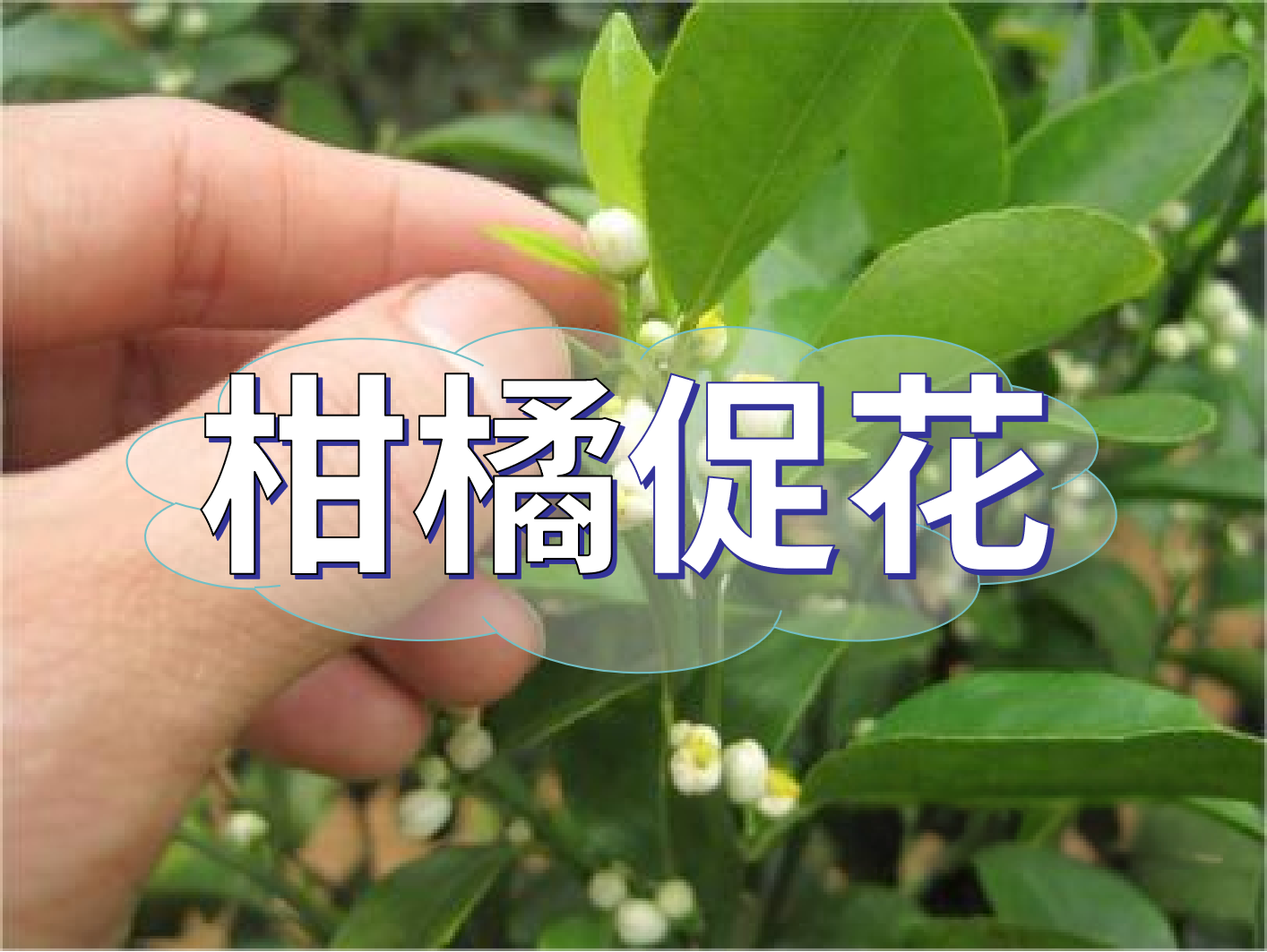 到了柑橘秋梢期，什么時(shí)候促花？