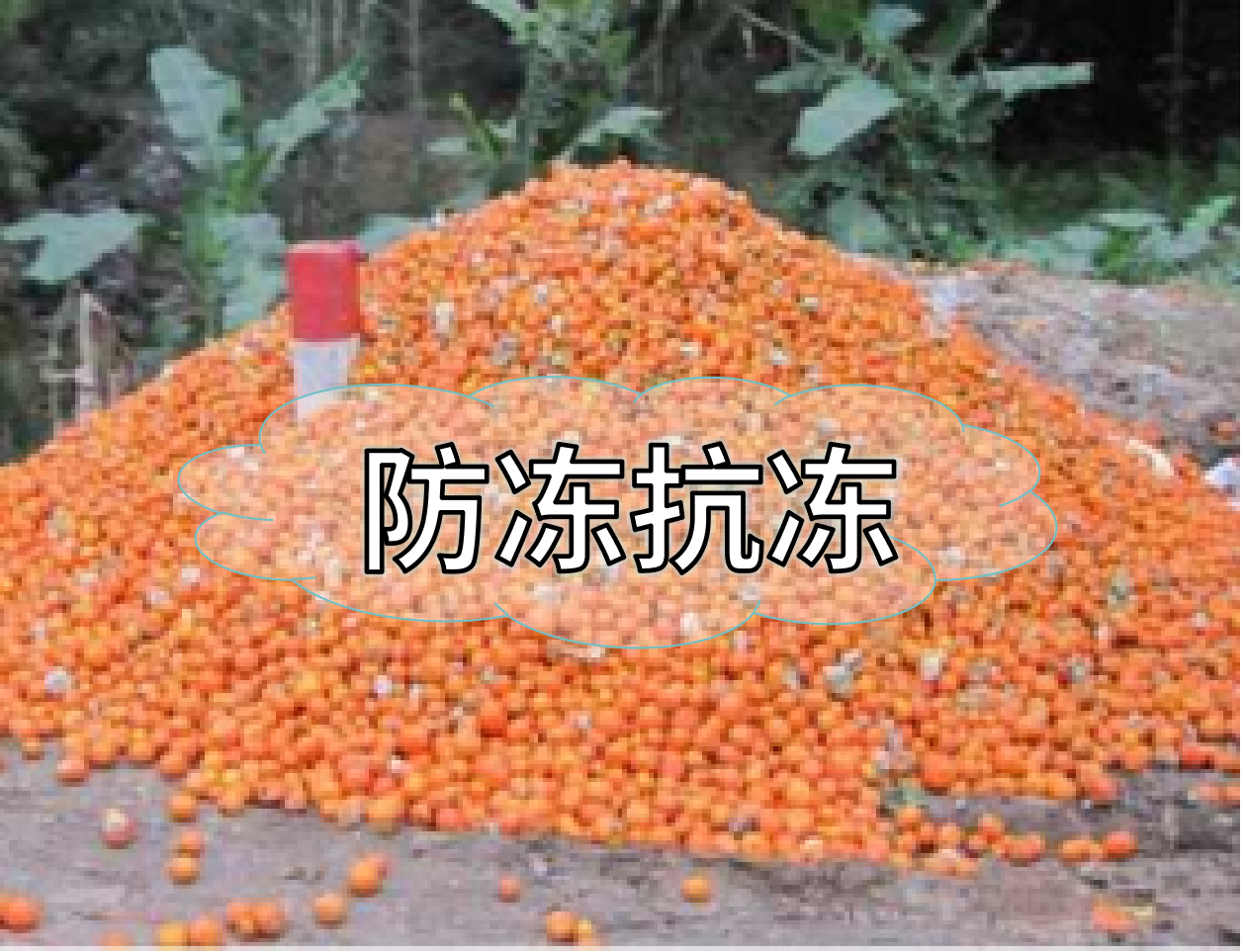 抗凍營(yíng)養提前積累，今年抗凍不愁