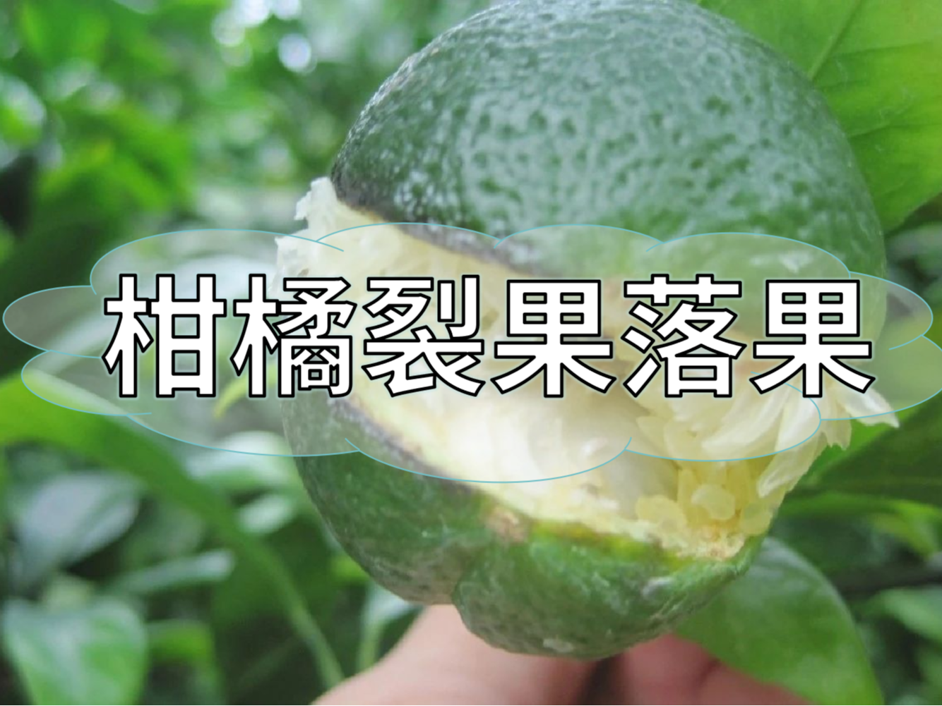 柑橘膨果提質(zhì)期，防裂果防落果秘籍先收好
