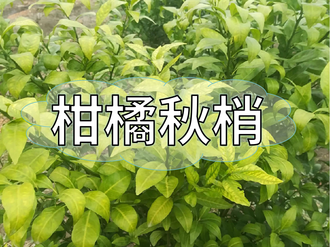 柑橘秋梢健壯老熟快，簡(jiǎn)單有效的操作方法