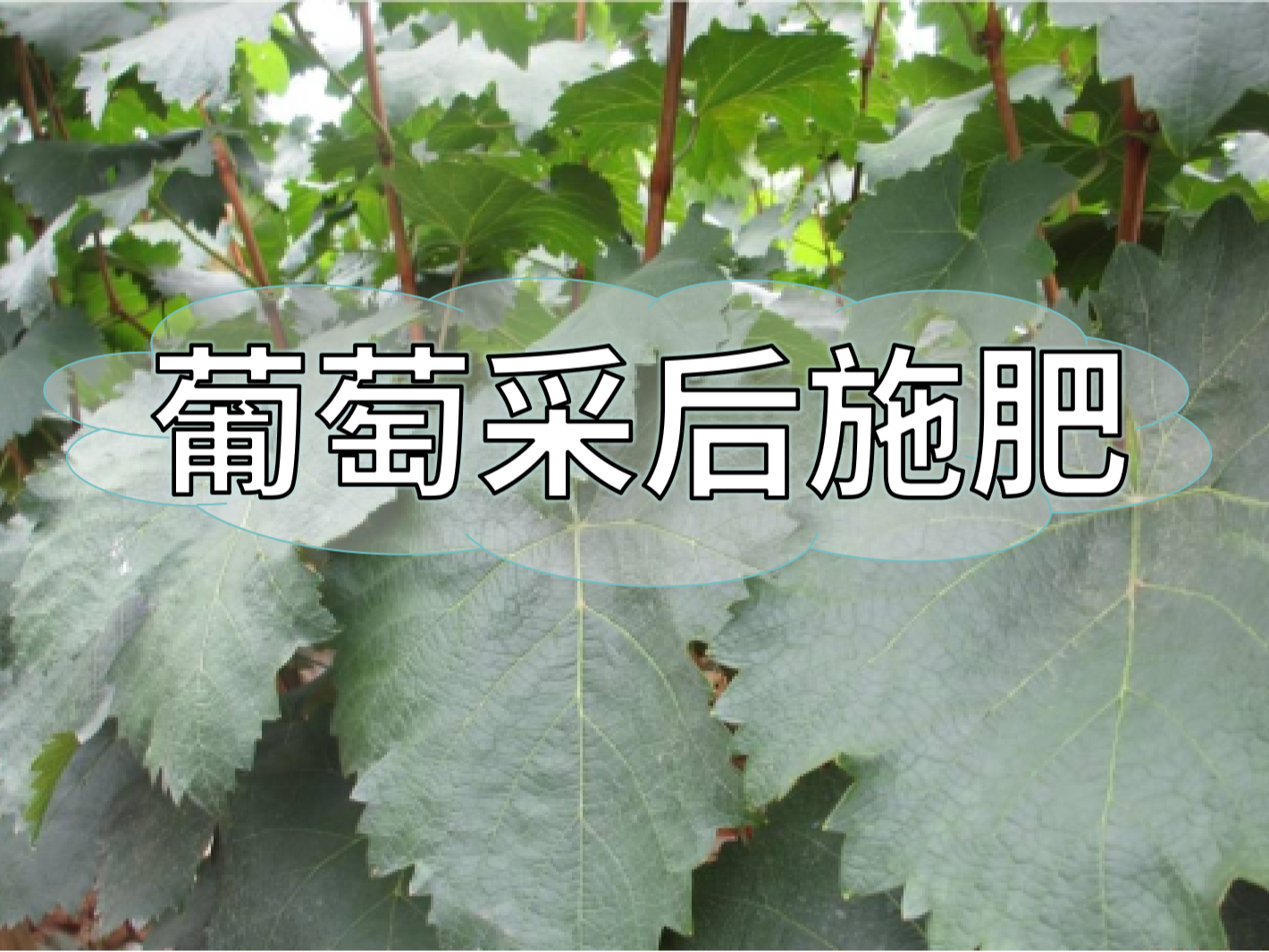 高產(chǎn)葡萄園采后如何施肥？