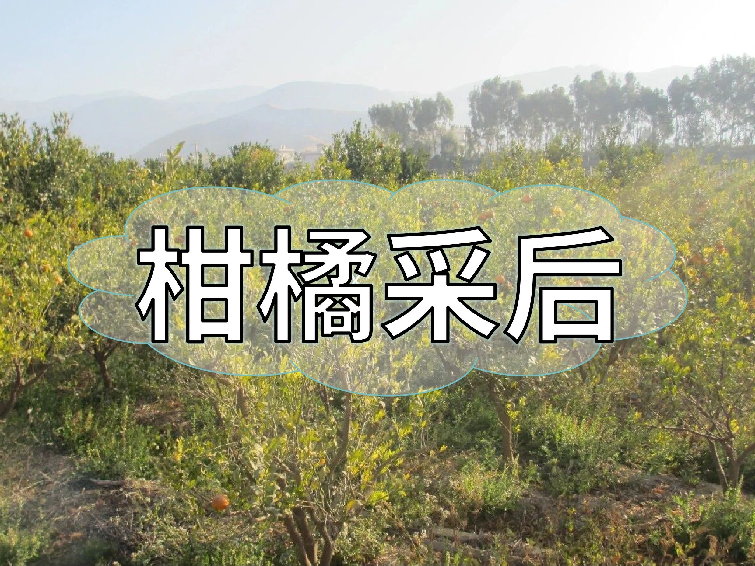 柑橘采后管理抓重點(diǎn)，明年花果多產(chǎn)量高