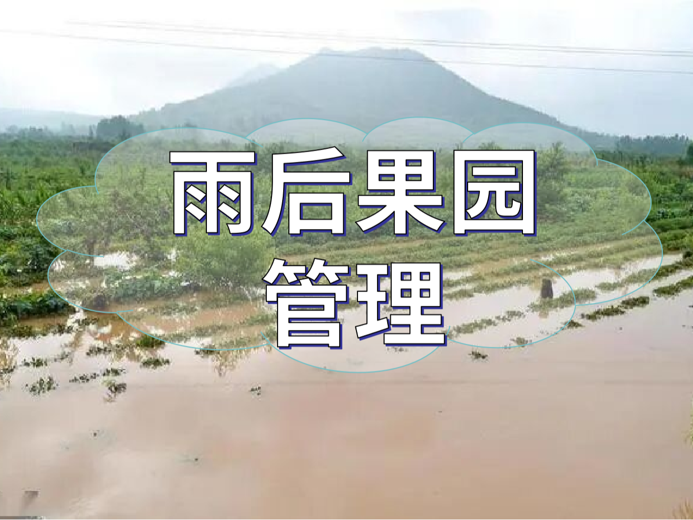 暴雨后果園補救的幾點(diǎn)措施