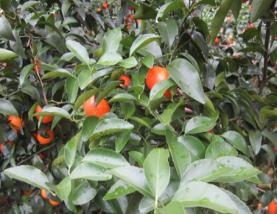 微補方案反饋|跟著(zhù)農友們管理，放優(yōu)質(zhì)秋梢并不難