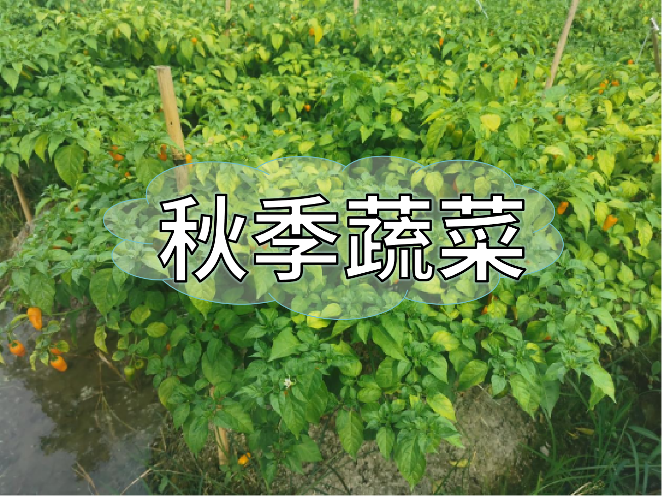 秋種蔬菜，如何提高成活率提高產(chǎn)量