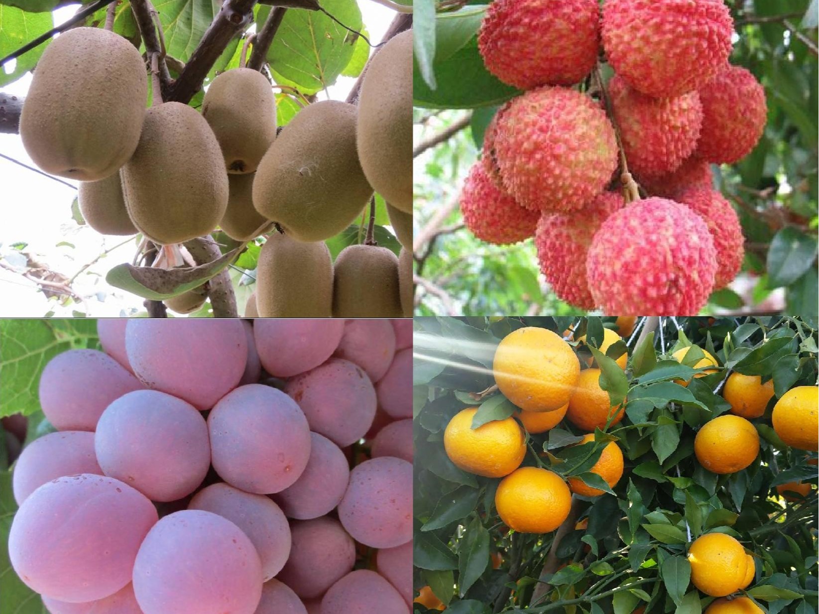 果樹(shù)補鈣全攻略：告別裂果爛果，種出優(yōu)質(zhì)好果