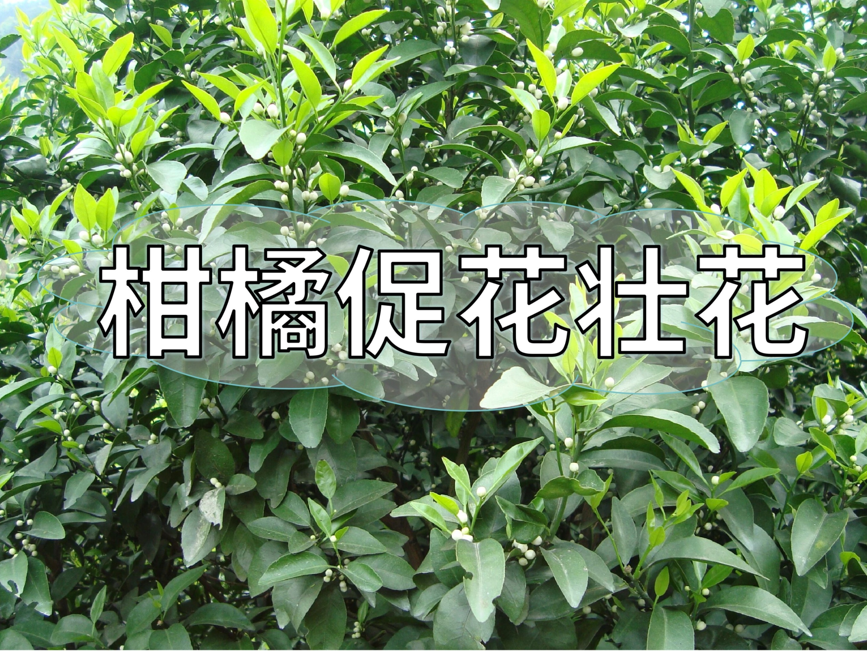 柑橘促花、壯花提升花質(zhì)，這一點(diǎn)別忽視