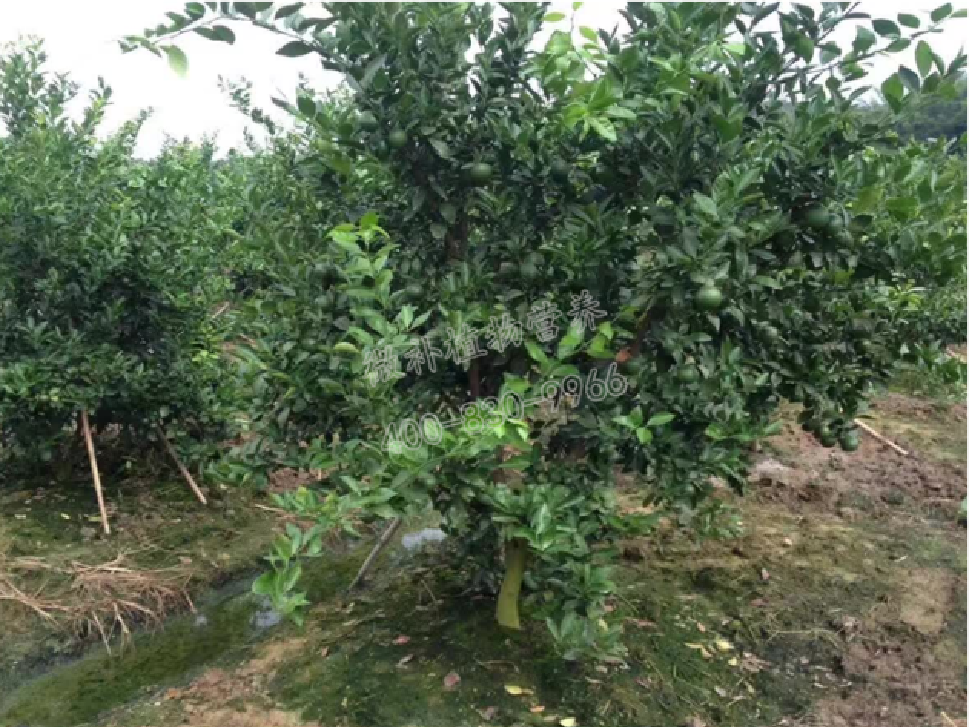 別人果園落果慘重，為何她的果園黃蒂落果少？