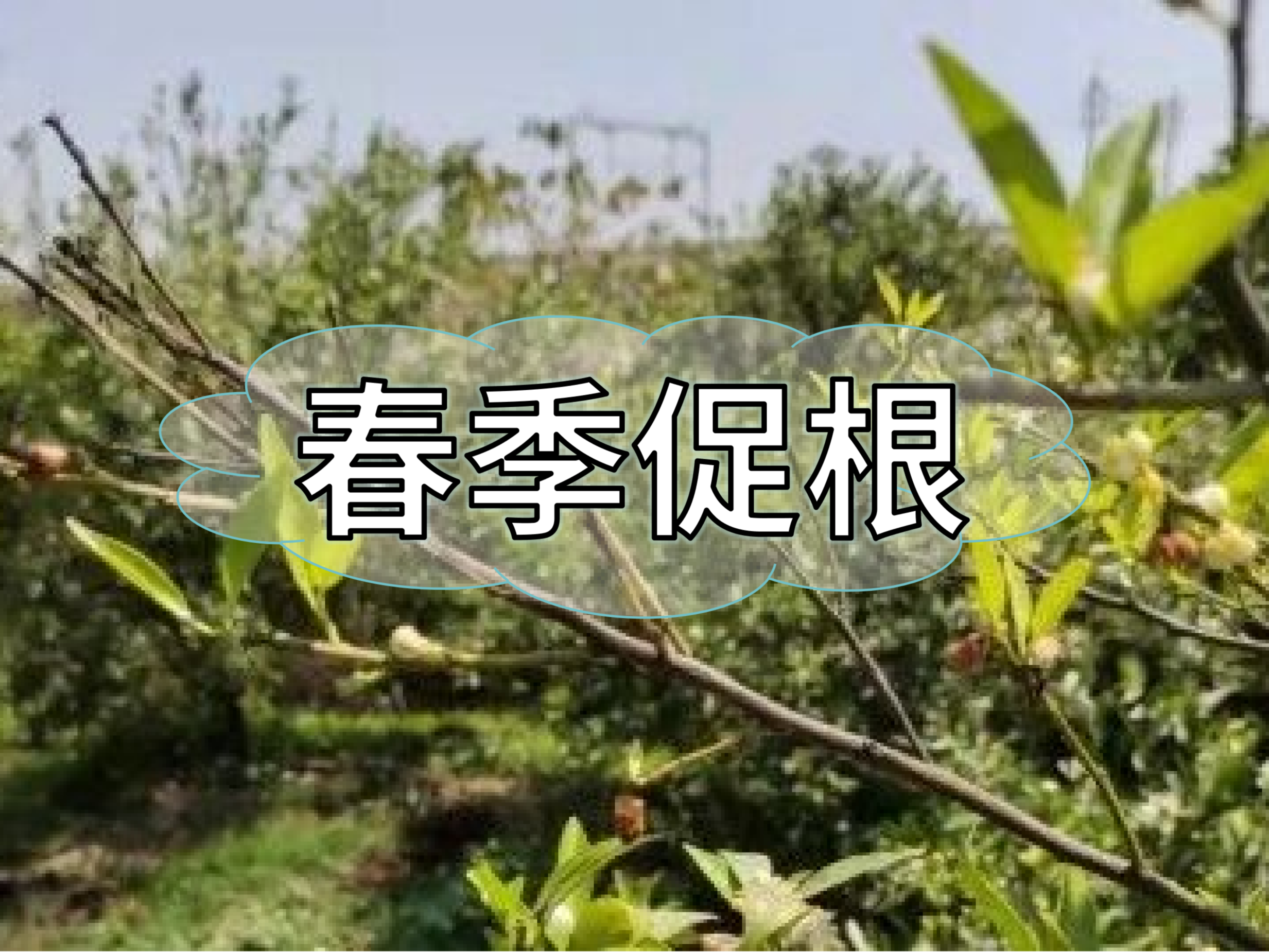果樹生根養(yǎng)根，護根壯長怎么做省錢有效？