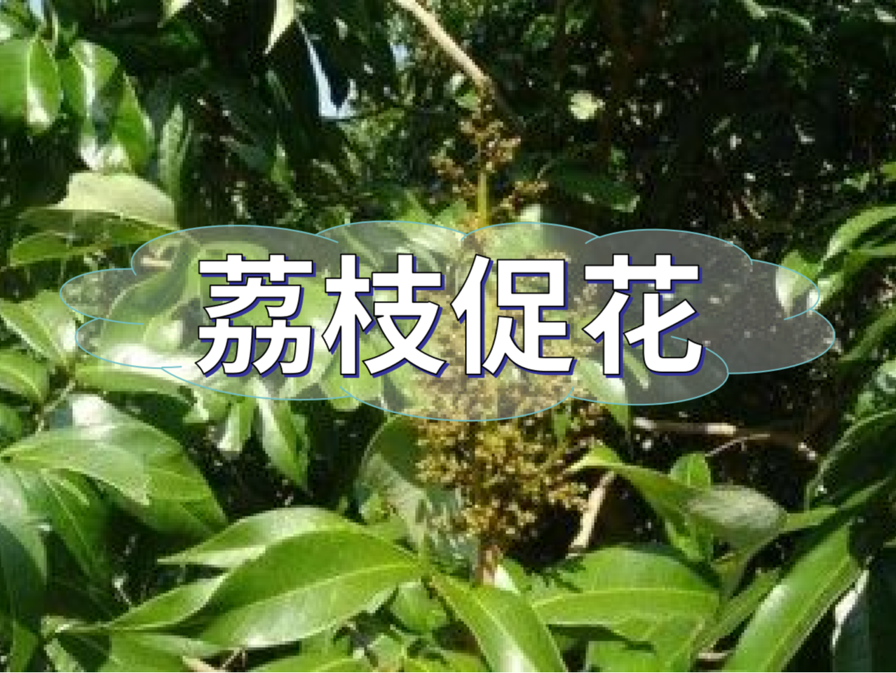 早熟荔枝，開(kāi)始促花啦！