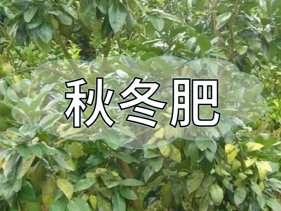 采后秋冬肥，有幾大問(wèn)題需要農戶(hù)朋友們注意