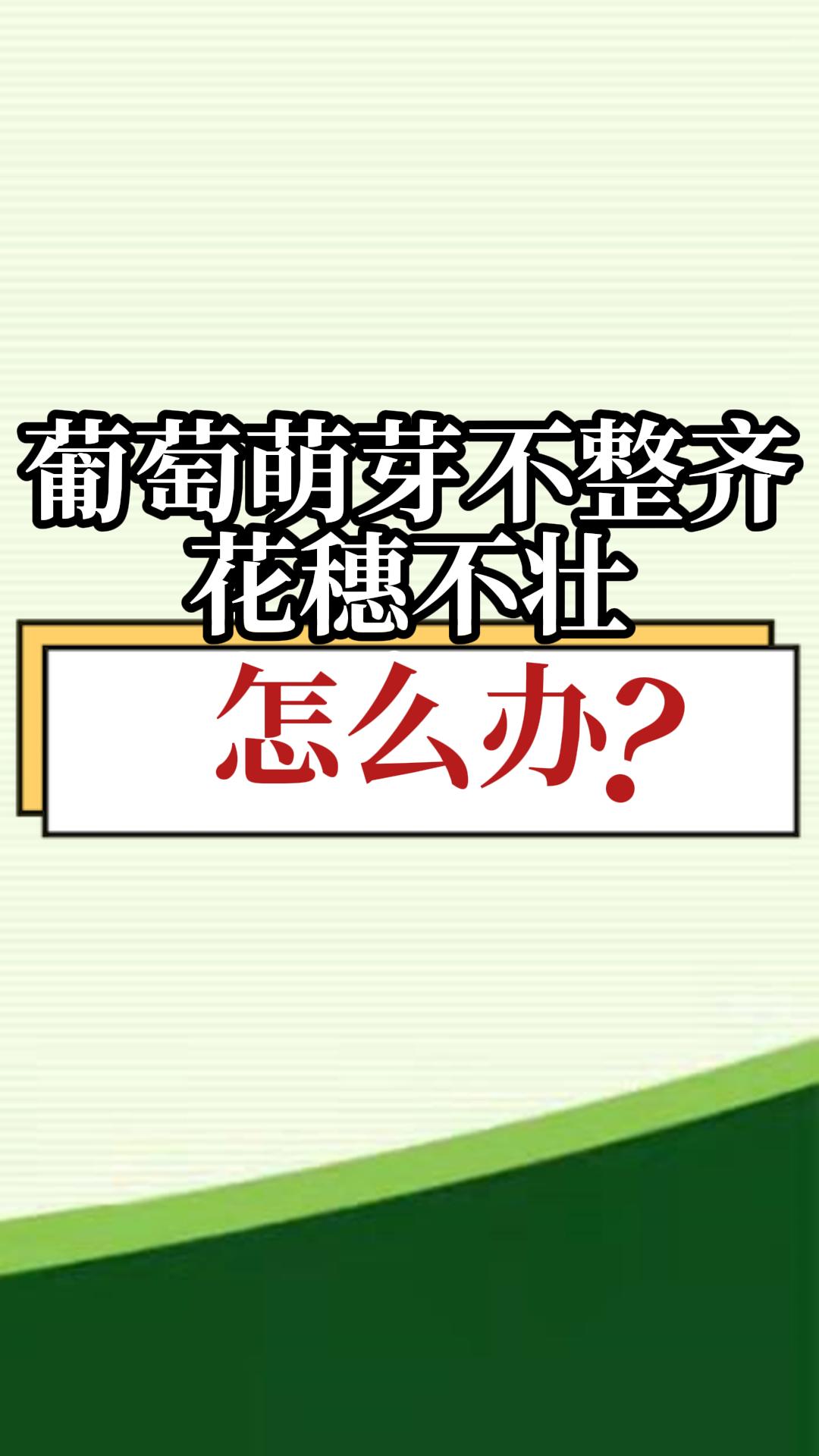 葡萄萌芽不整齊，花穗不壯，怎么辦？