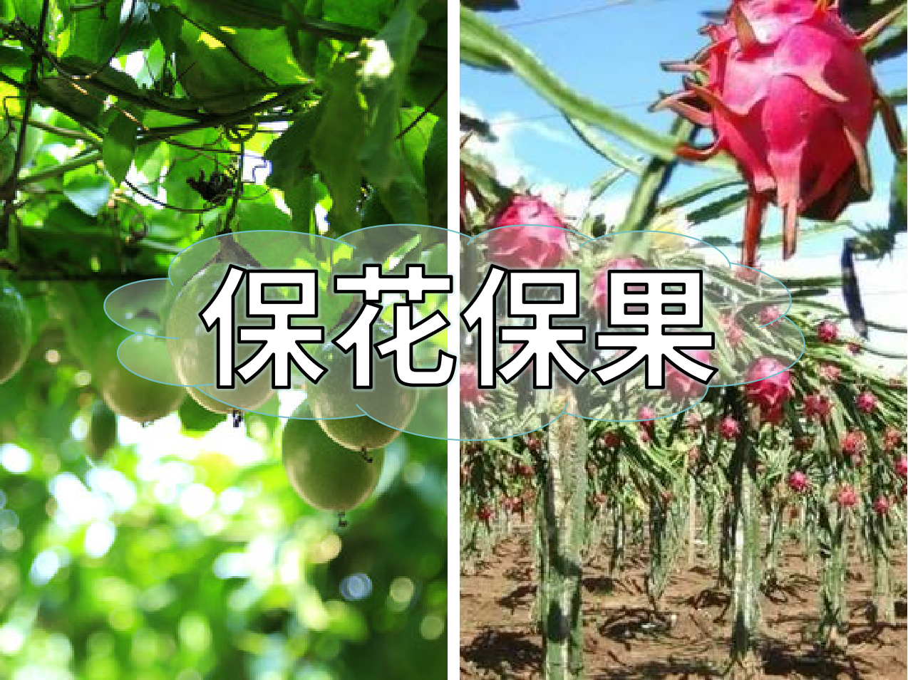 百香果、火龍果連續開(kāi)花坐果期促花保果怎么做？