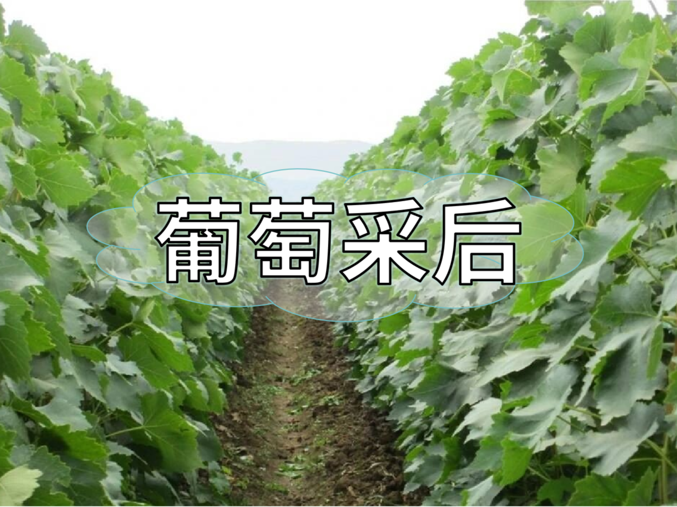 葡萄采后棄管問(wèn)題大，有效管理這樣做