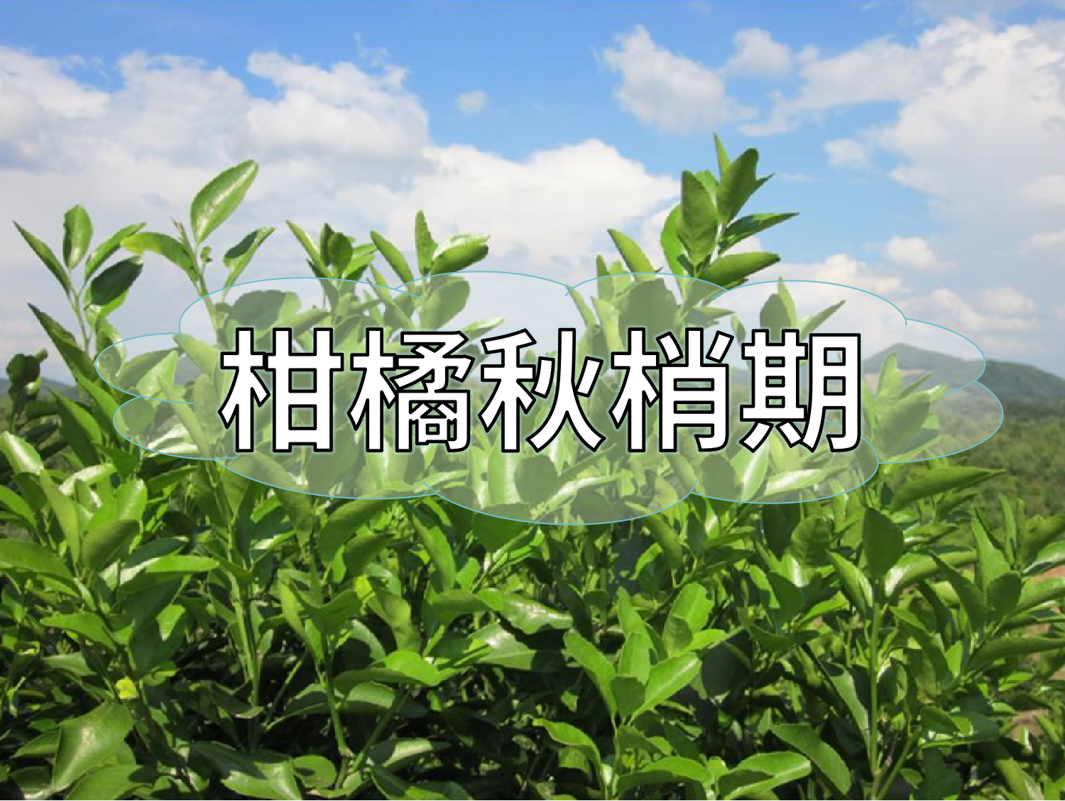 柑橘放秋梢、膨果、促花如何同時(shí)進(jìn)行？