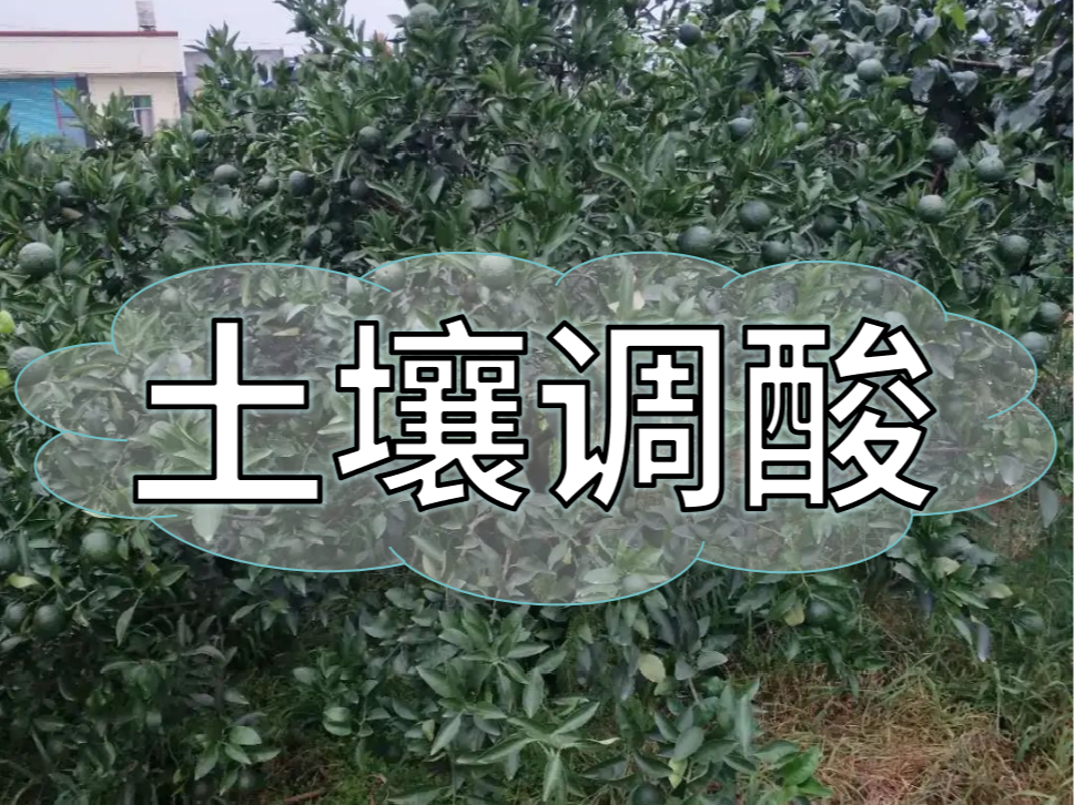 柑橘膨大期，土壤調酸與施膨果肥一樣重要
