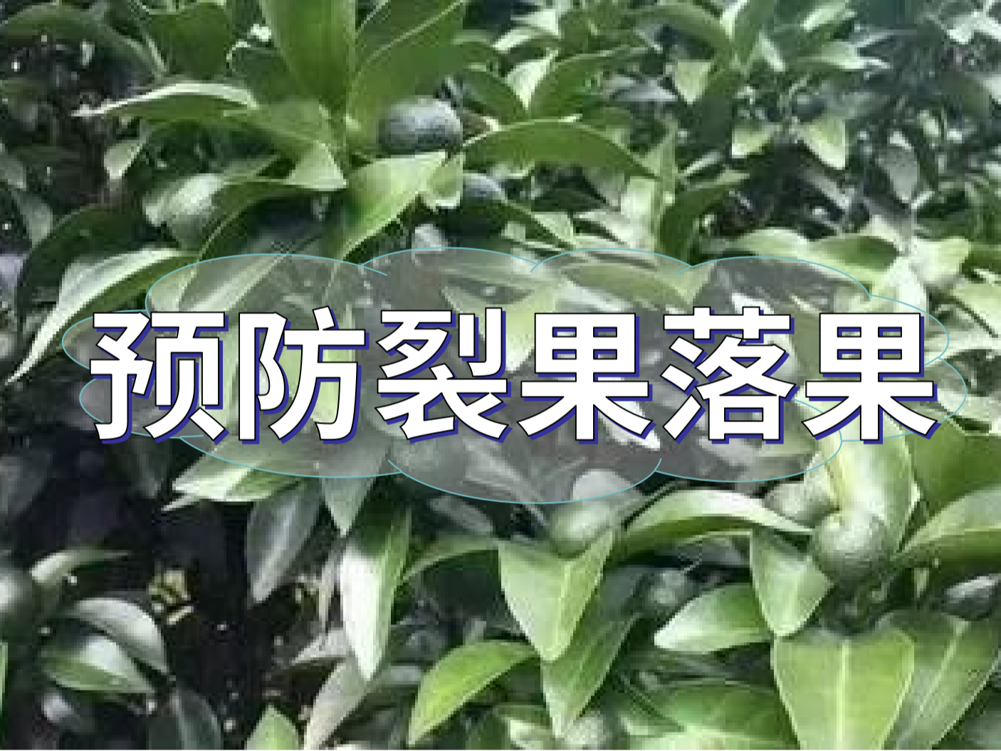 柑橘落果裂果高峰期，要先預防