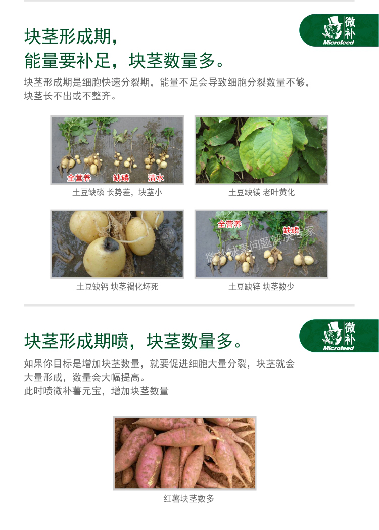 微補(bǔ)薯元寶