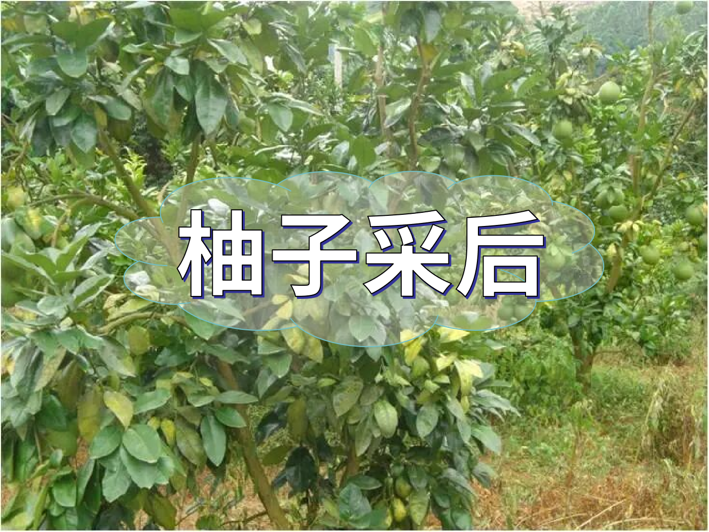 柚子采后這么管，來(lái)年不減產(chǎn)