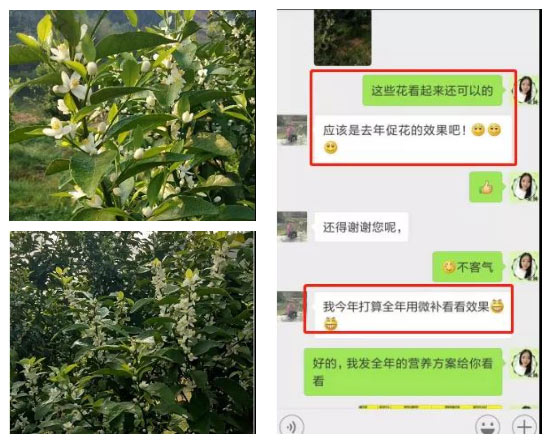 秋梢期，柑橘果農都在做這件事……