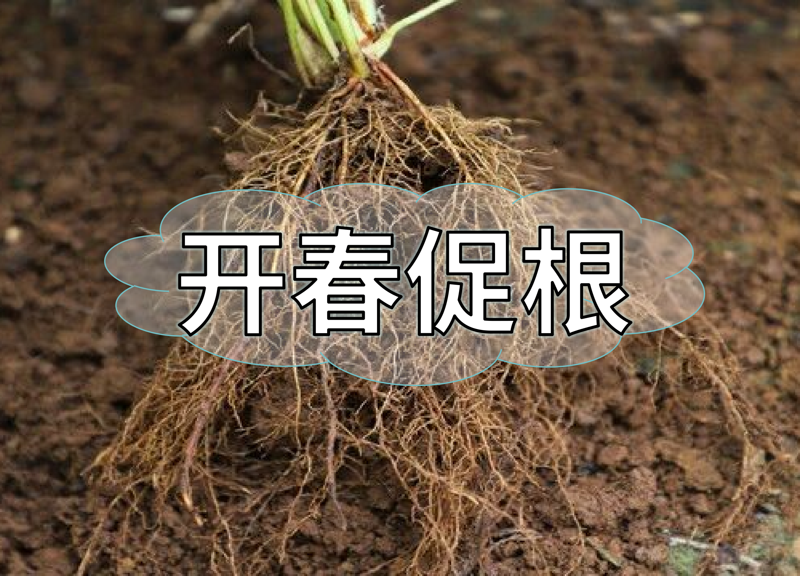 一年之計(jì)在于春，作物促根要認(rèn)真
